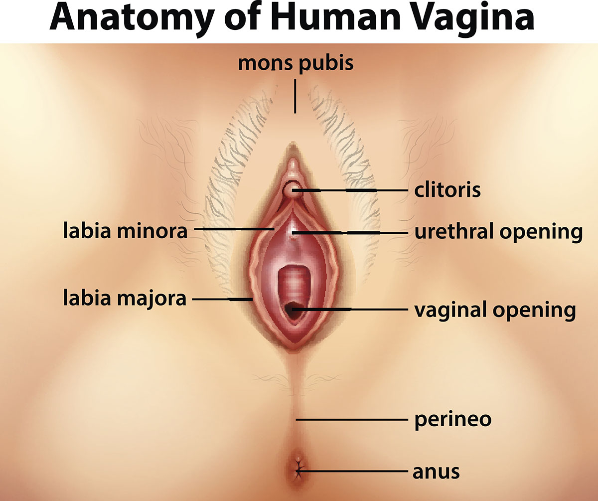 ¿Qué aspecto debe tener una vagina?