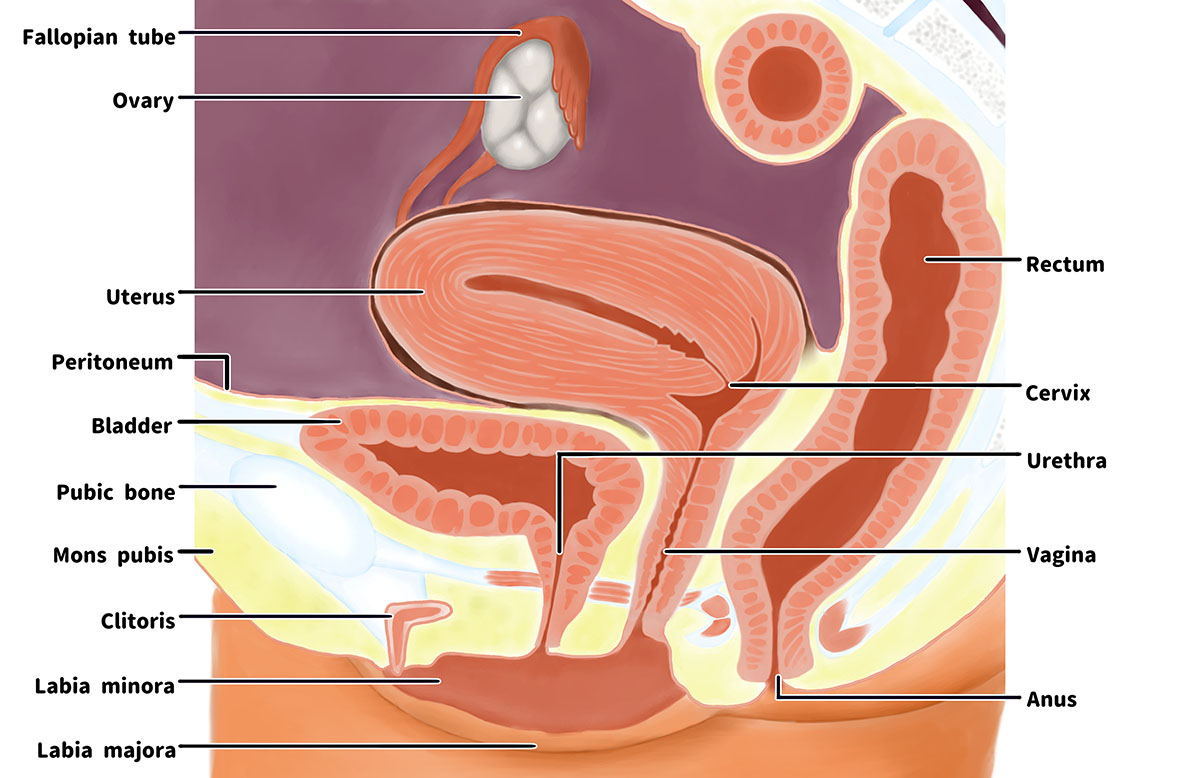 ¿Por qué mi vagina está "gorda"?
Explorando las diferentes formas, tamaños y tipos de vagina 