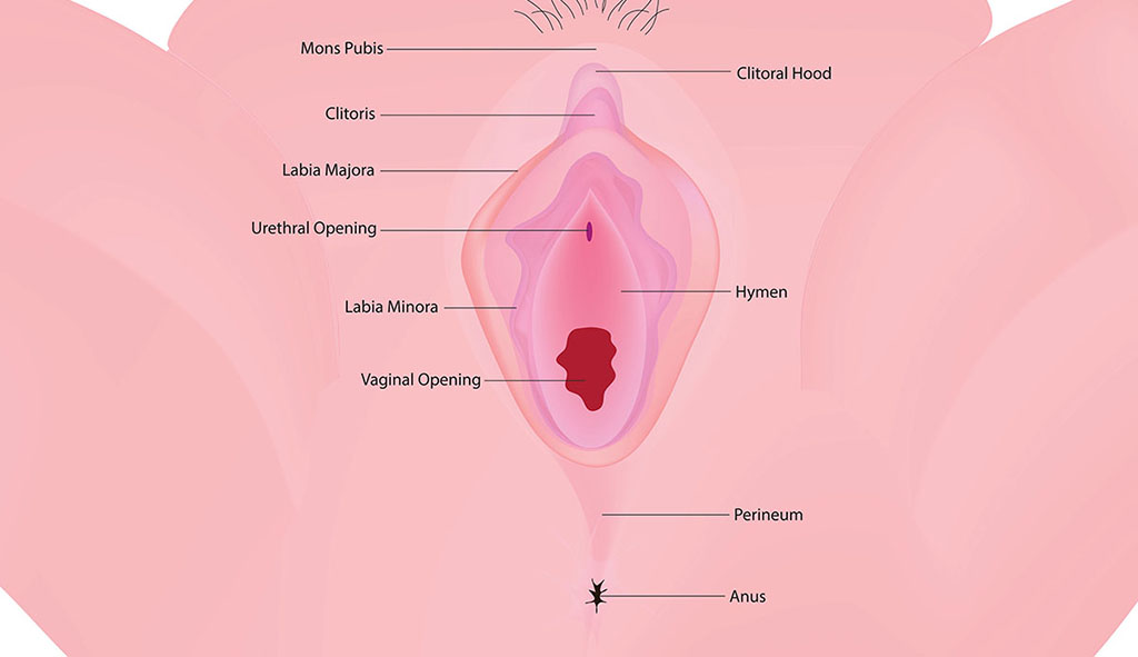 Why Is One Side of My Labia Bigger Than the Other