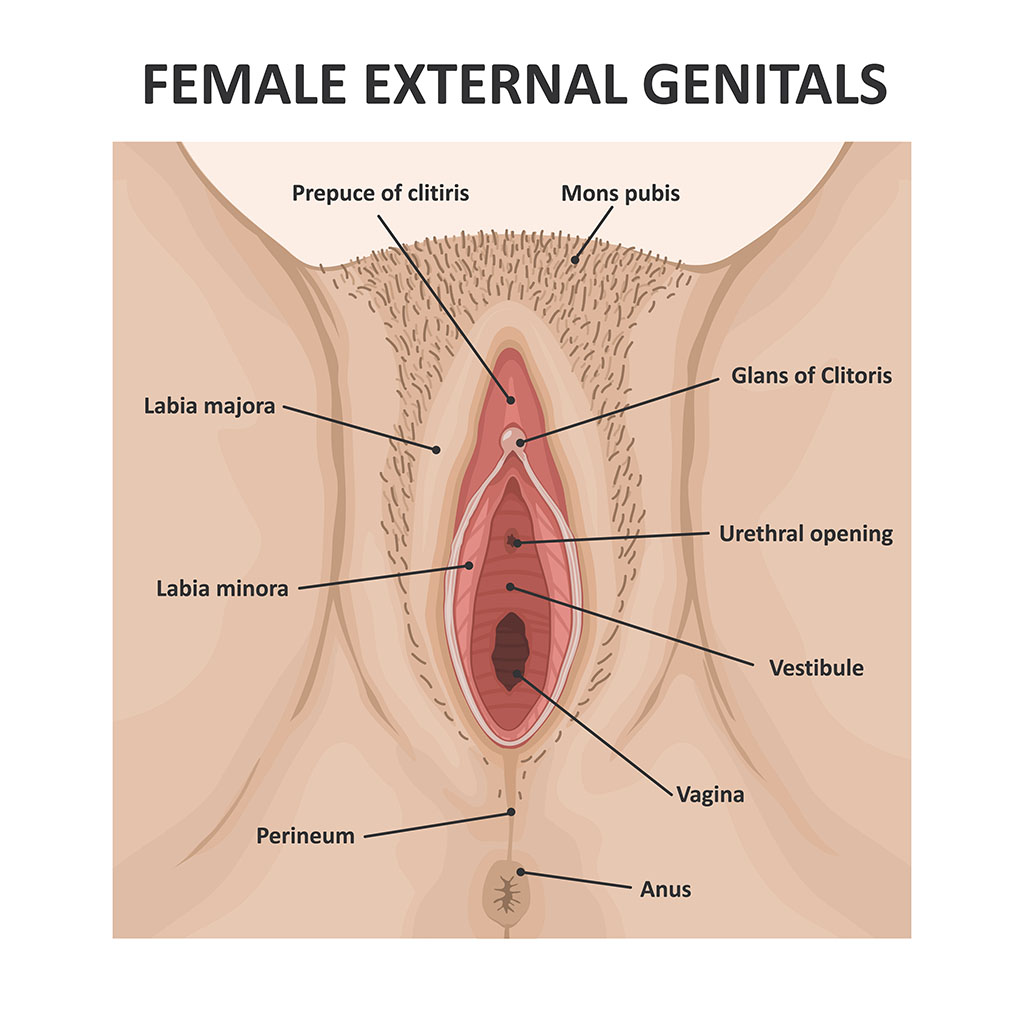 Anatomy of the Labia Majora