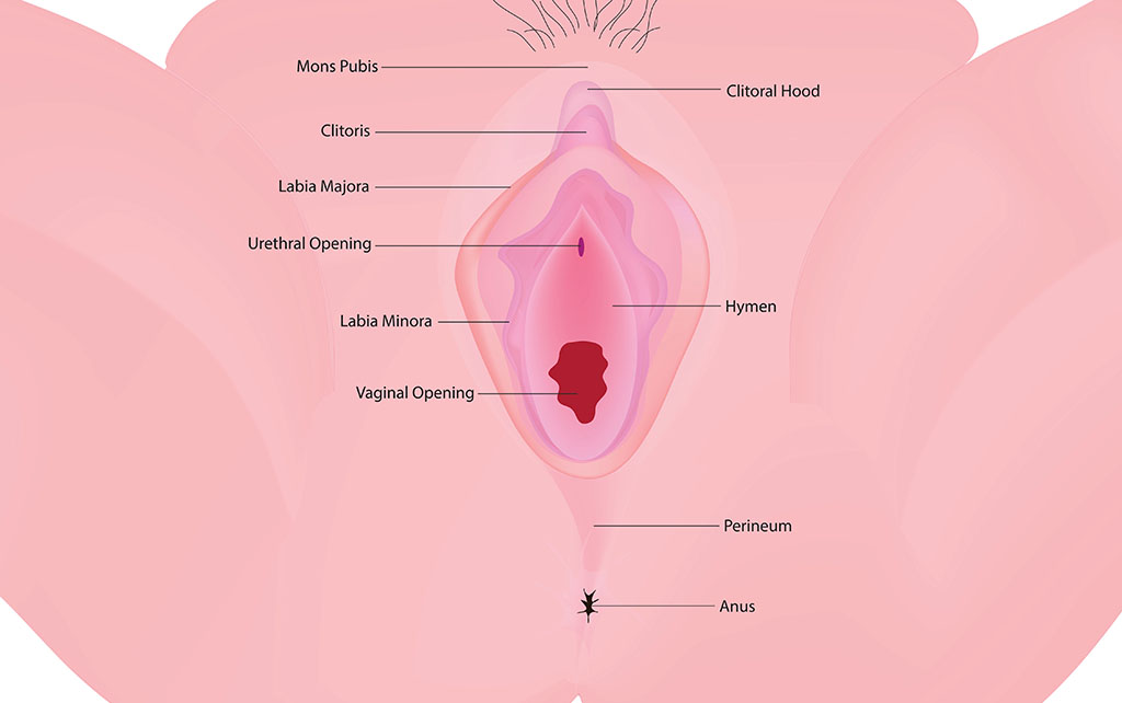 Descripción general de los procedimientos y la recuperación de la transferencia de grasa de los labios vaginales al diseñador