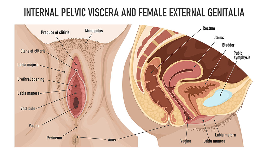 ¿Qué es una vagina de diseño?
Todo lo que necesitas saber 